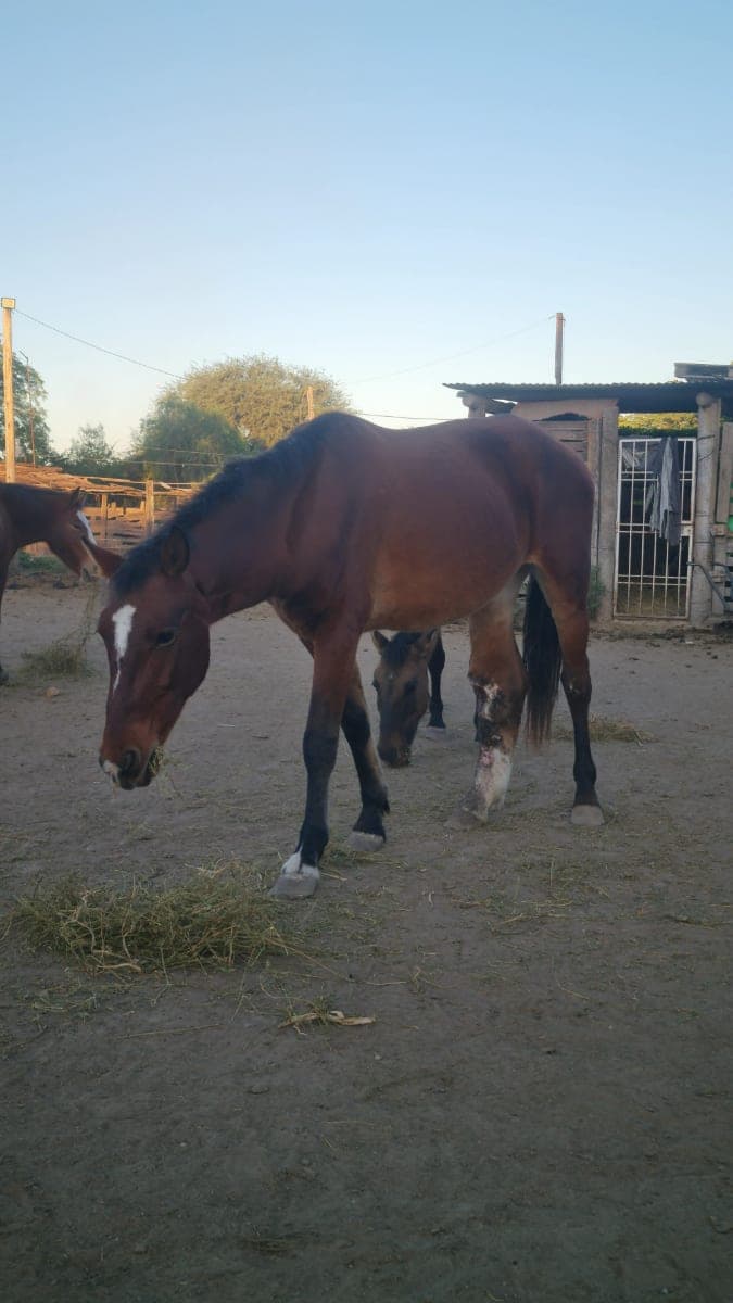 Foto Archivo: Chaco 24 en el predio de la Fundación FRRe